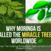 Moringa