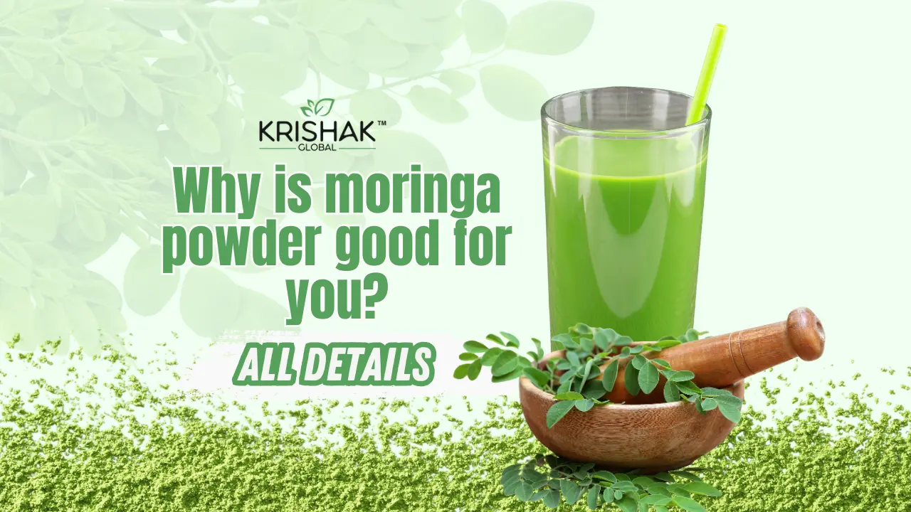 Why is moringa powder good for you?