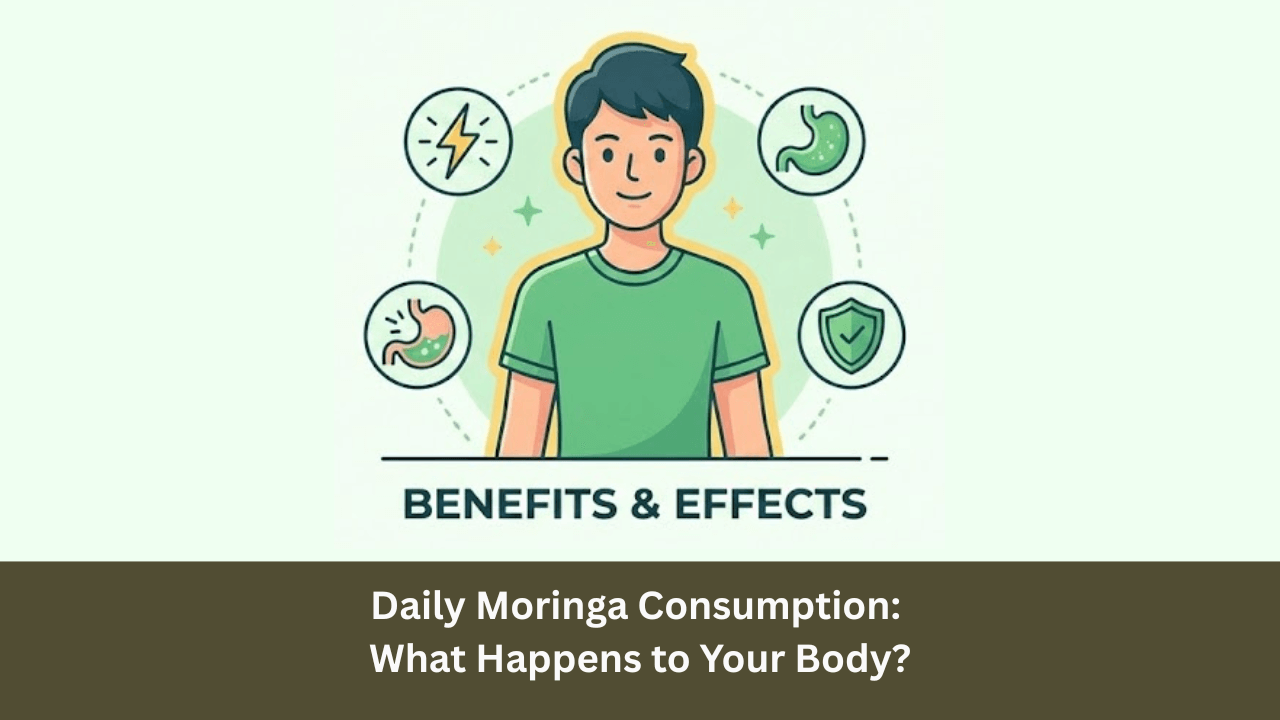Daily Moringa Consumption: What Happens to Your Body?