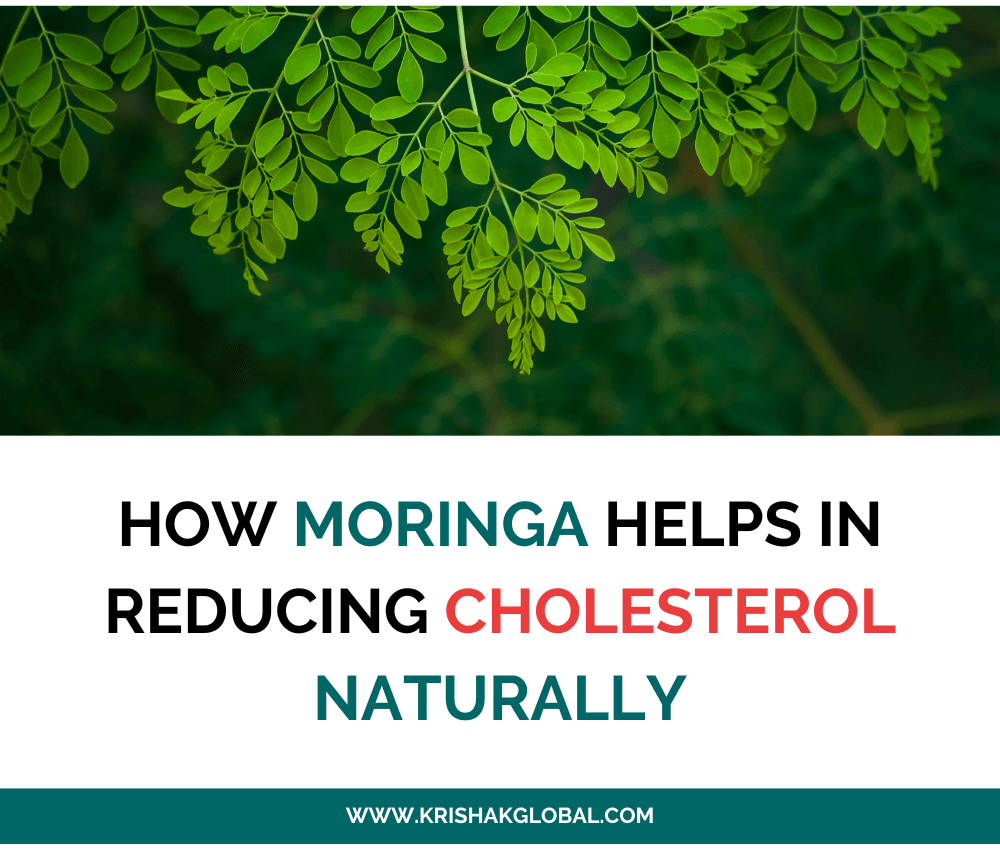 How Moringa Helps in Reducing Cholesterol Naturally